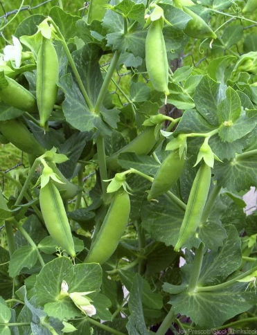 Green Peas Vegetable Seeds for Home Garden & Terrace | Fresh Garden Pea Plants | Easy to Grow Ki